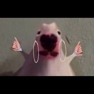 Meet your Posher, Isaiah